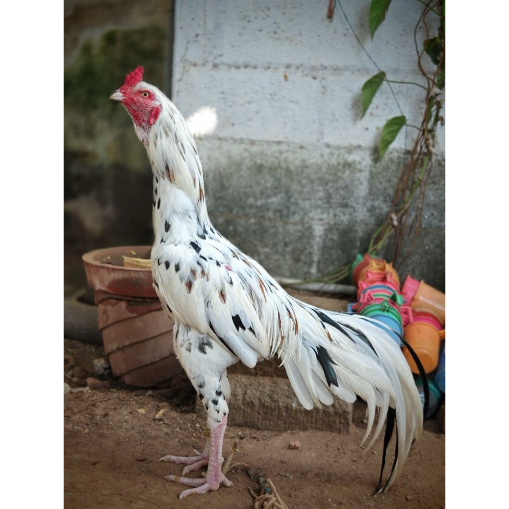 

telur ayam bangkok black white fertil netas