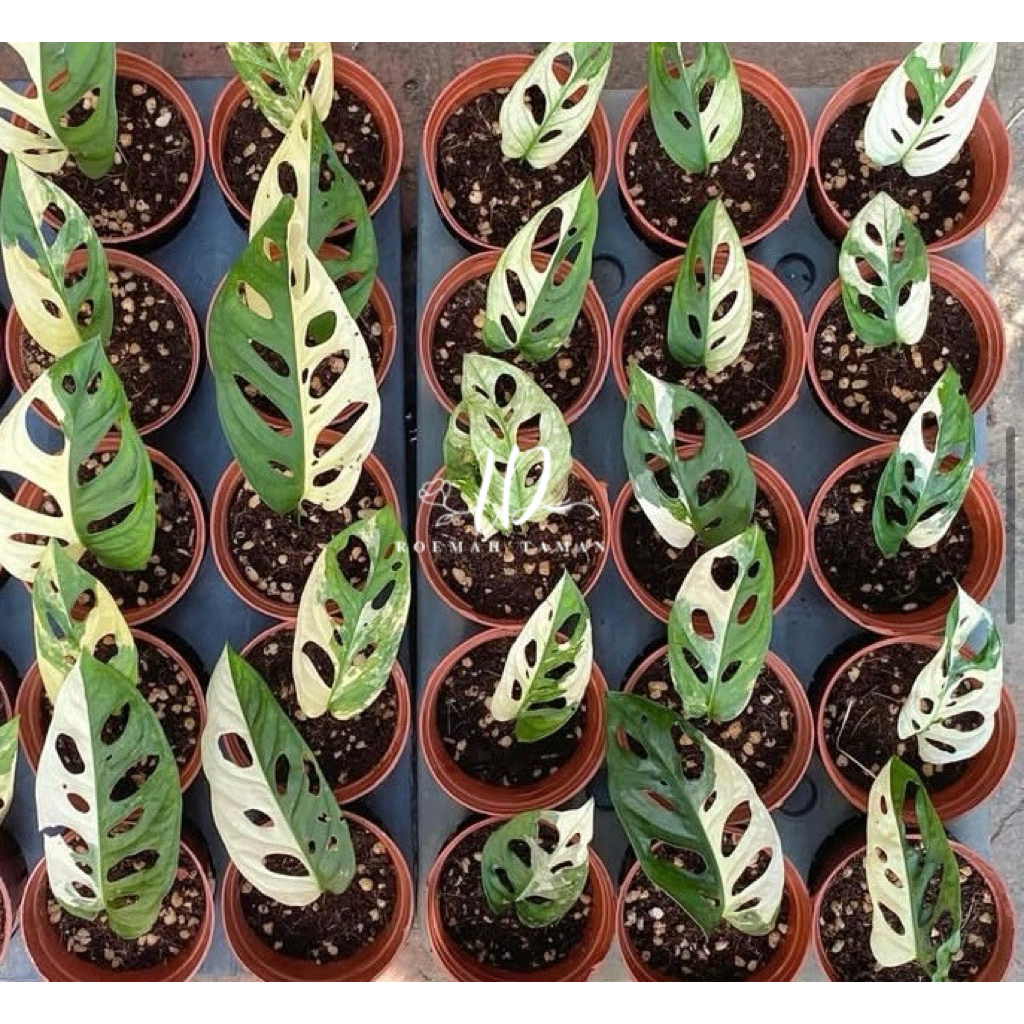 Adansonii variegata / Janda bolong variegata