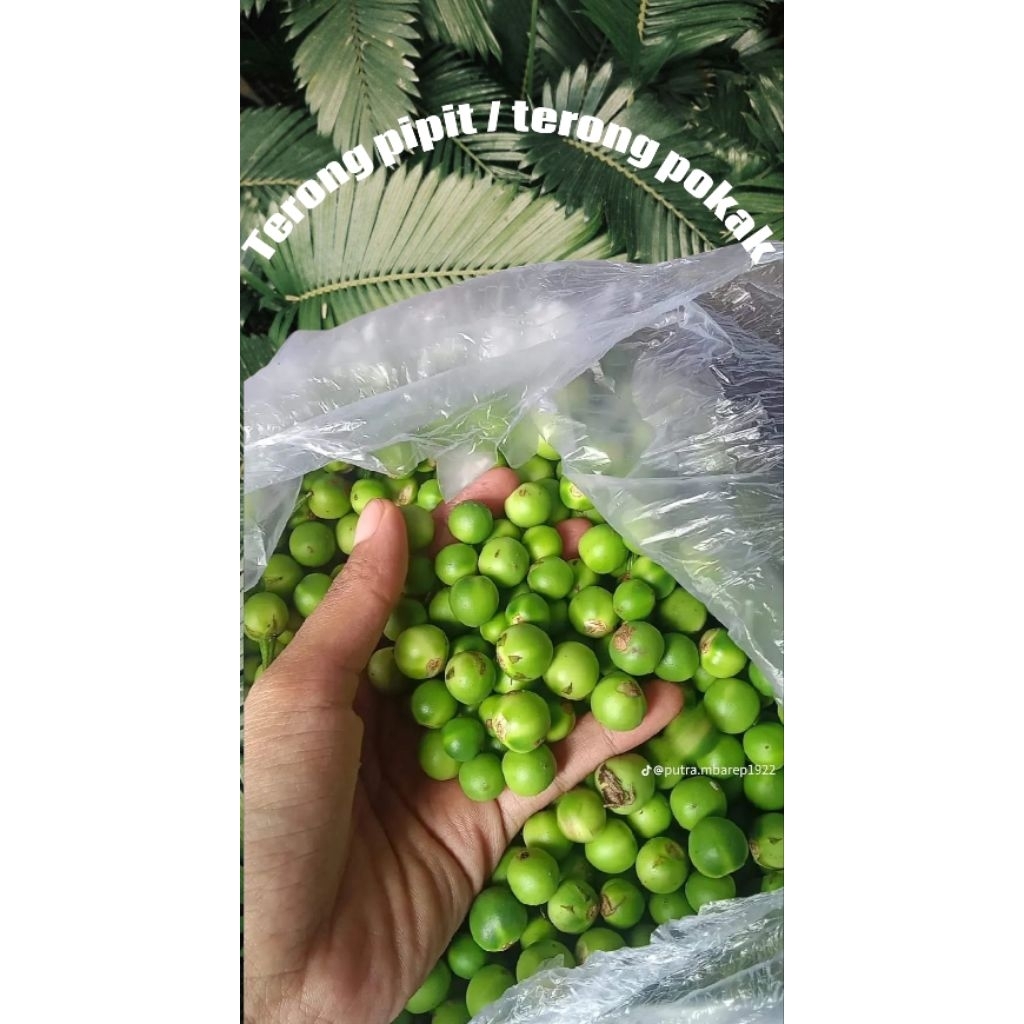 

Terong pipit/Terong pokak/terong kecil hijau/terong takokak