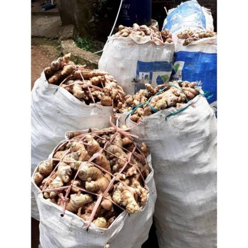 

jahe gajah. bisa buat bibit buat di tanam lagi