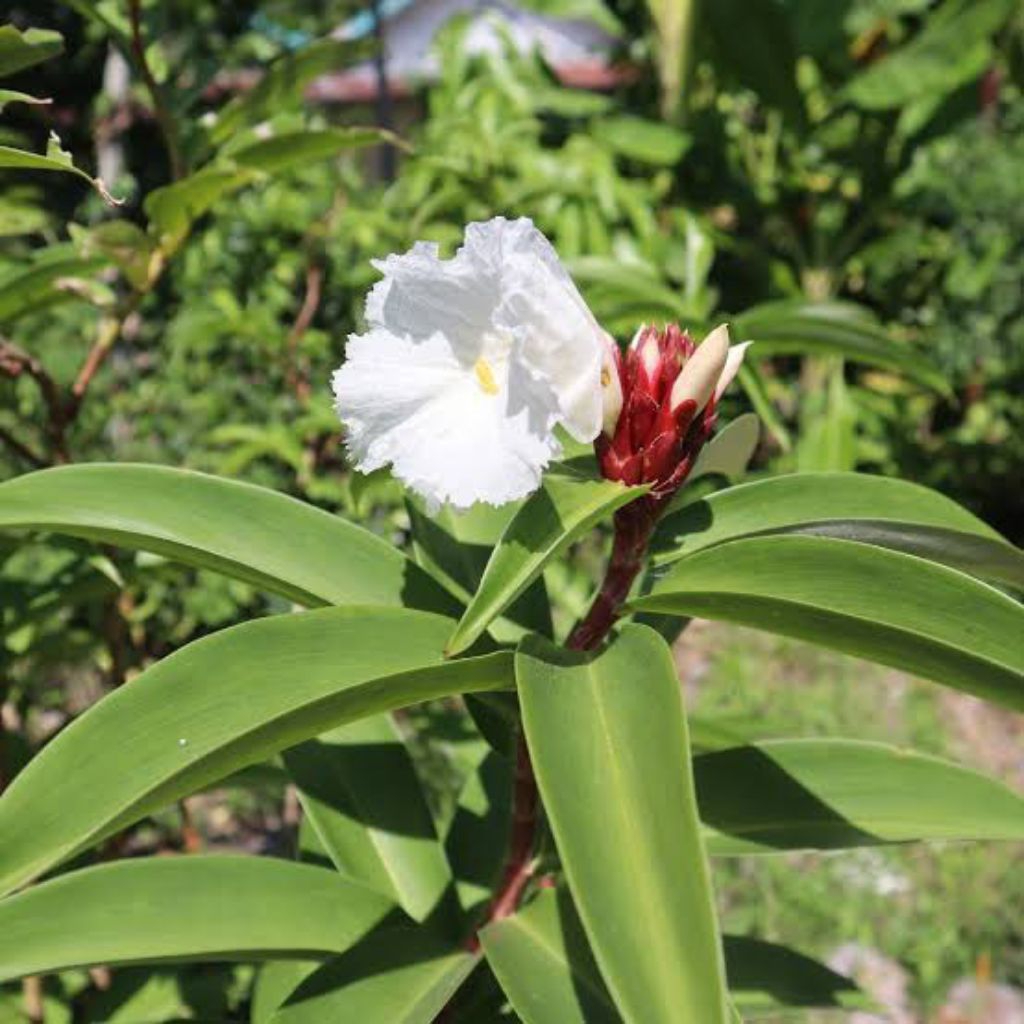 Tanaman PACING INSULIN PACING HERBAL