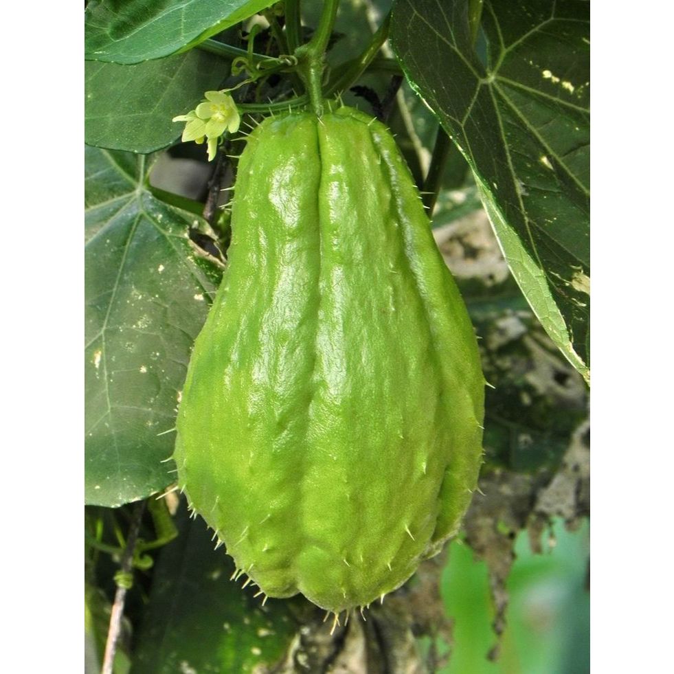 

labu siam 1kg asli petani lokal langsung di petik dari ladang pengiriman supaya segar dan fres