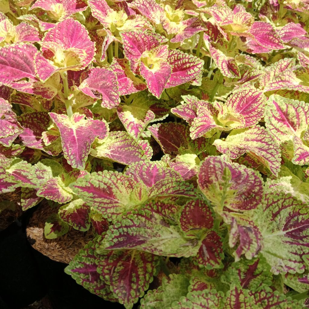 Bibit Tanaman Hias Miana Jantung Hati