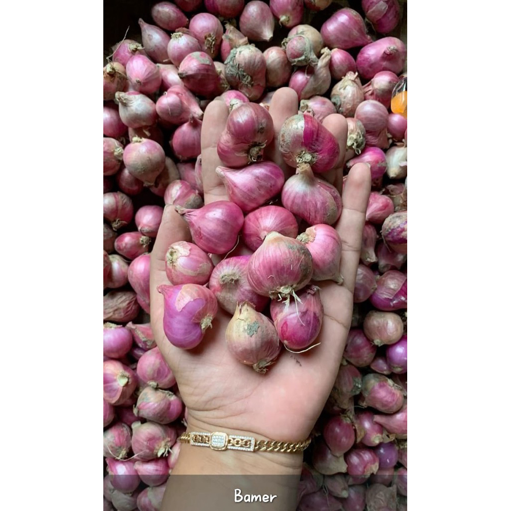 

bawang merah fresh