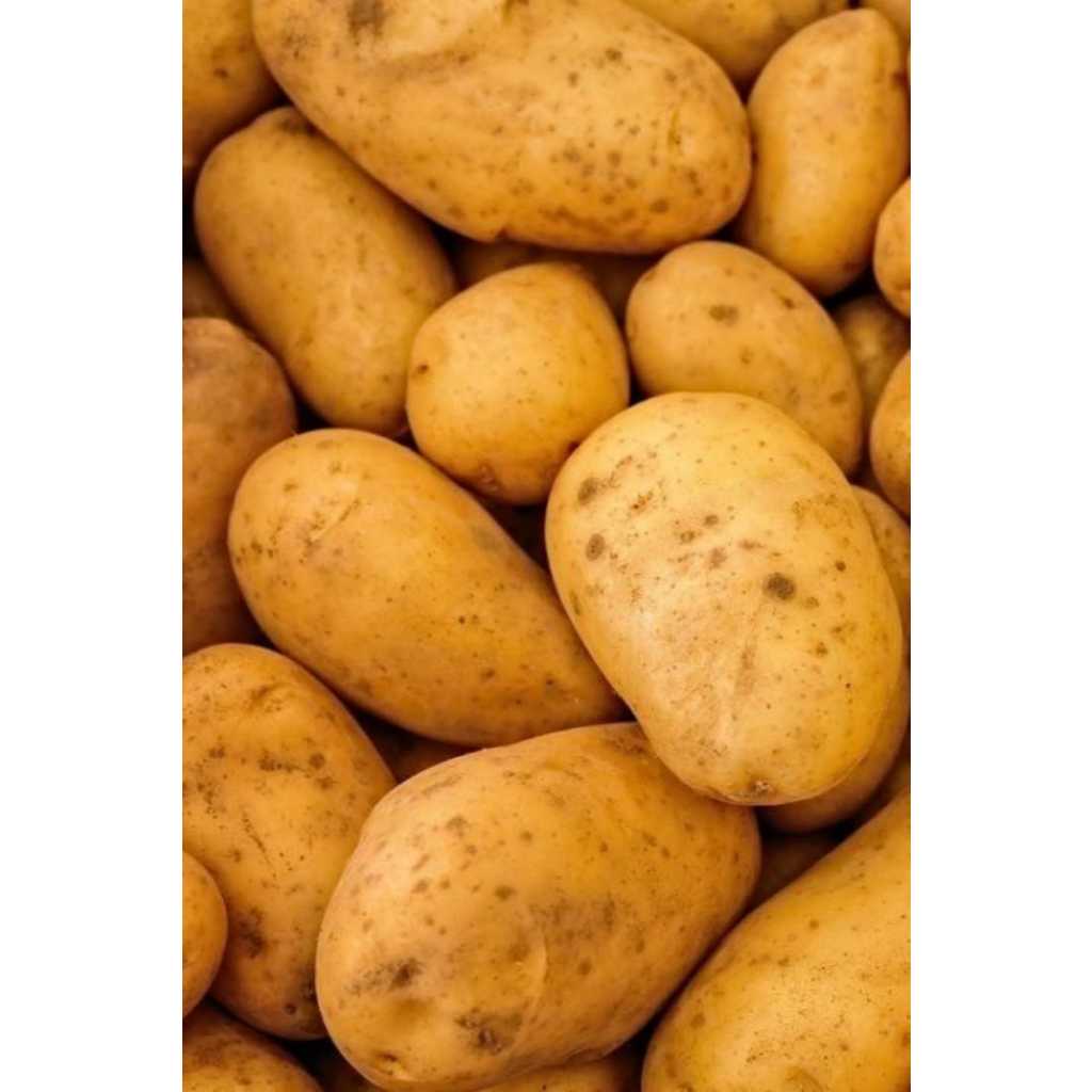 

kentang dieng super 1 kg