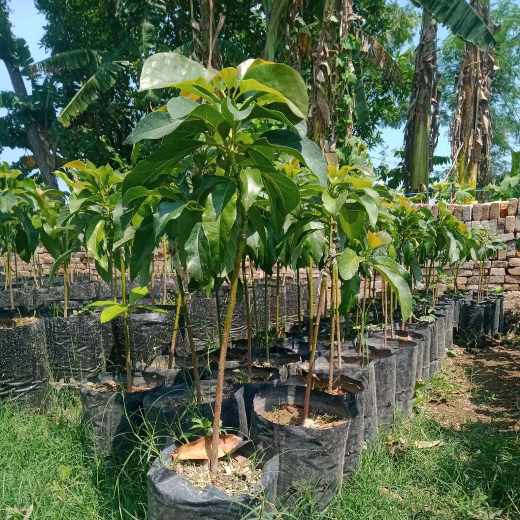 

alpukat aligator 70cm