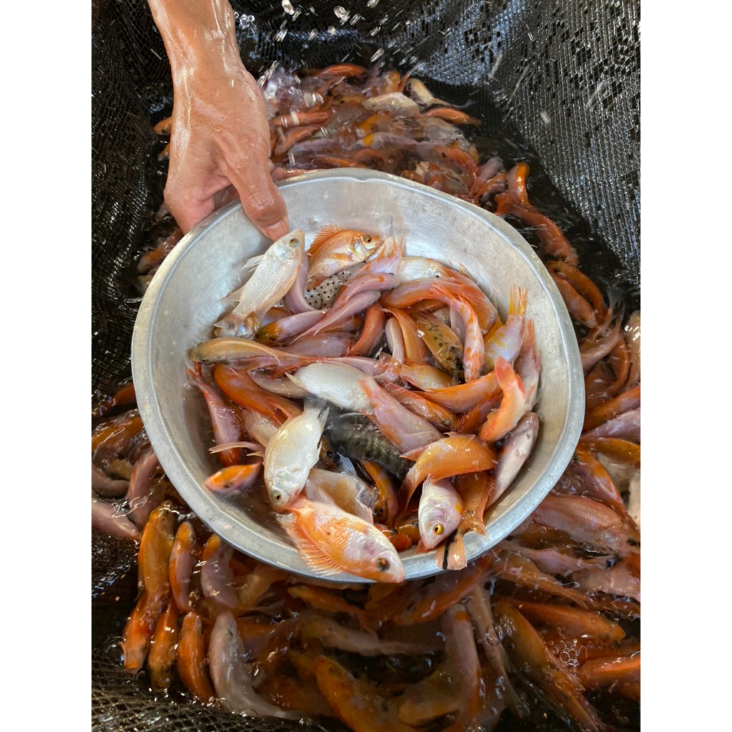 

paket murah benih ikan nila / mujaer