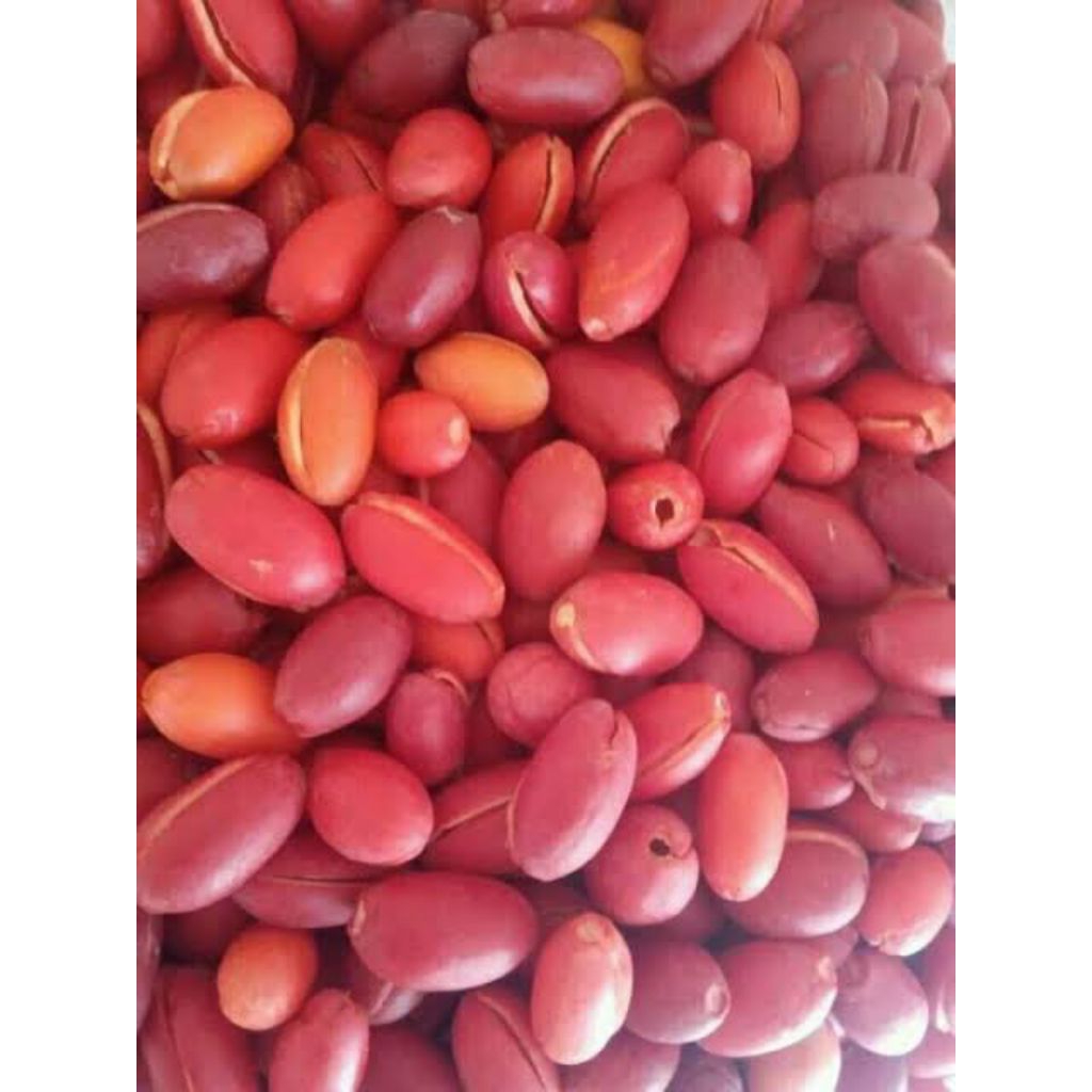 

kulit Tangkil ( kulit melinjo) 500gram