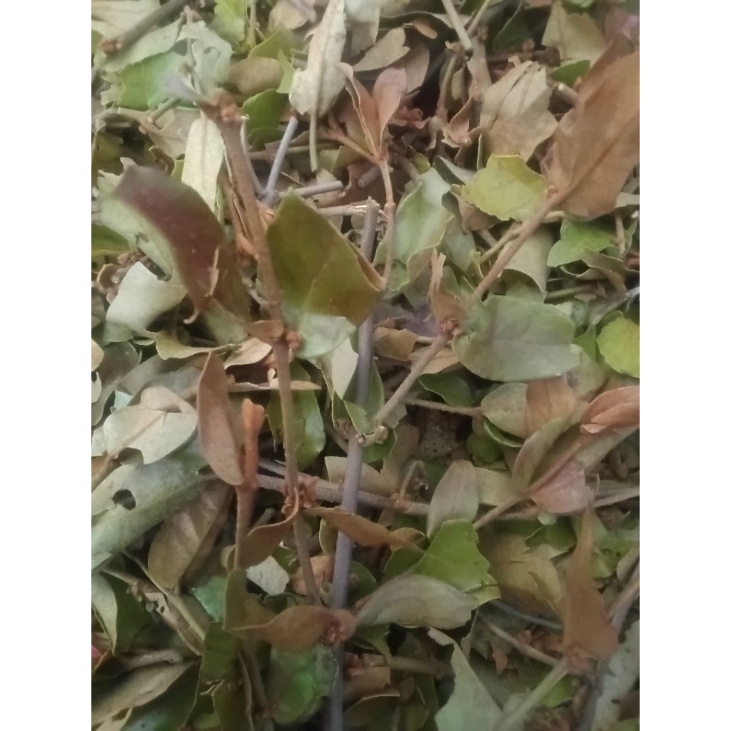 

Benalu teh asli kayuaro solok sediaan fresh segar 150gram