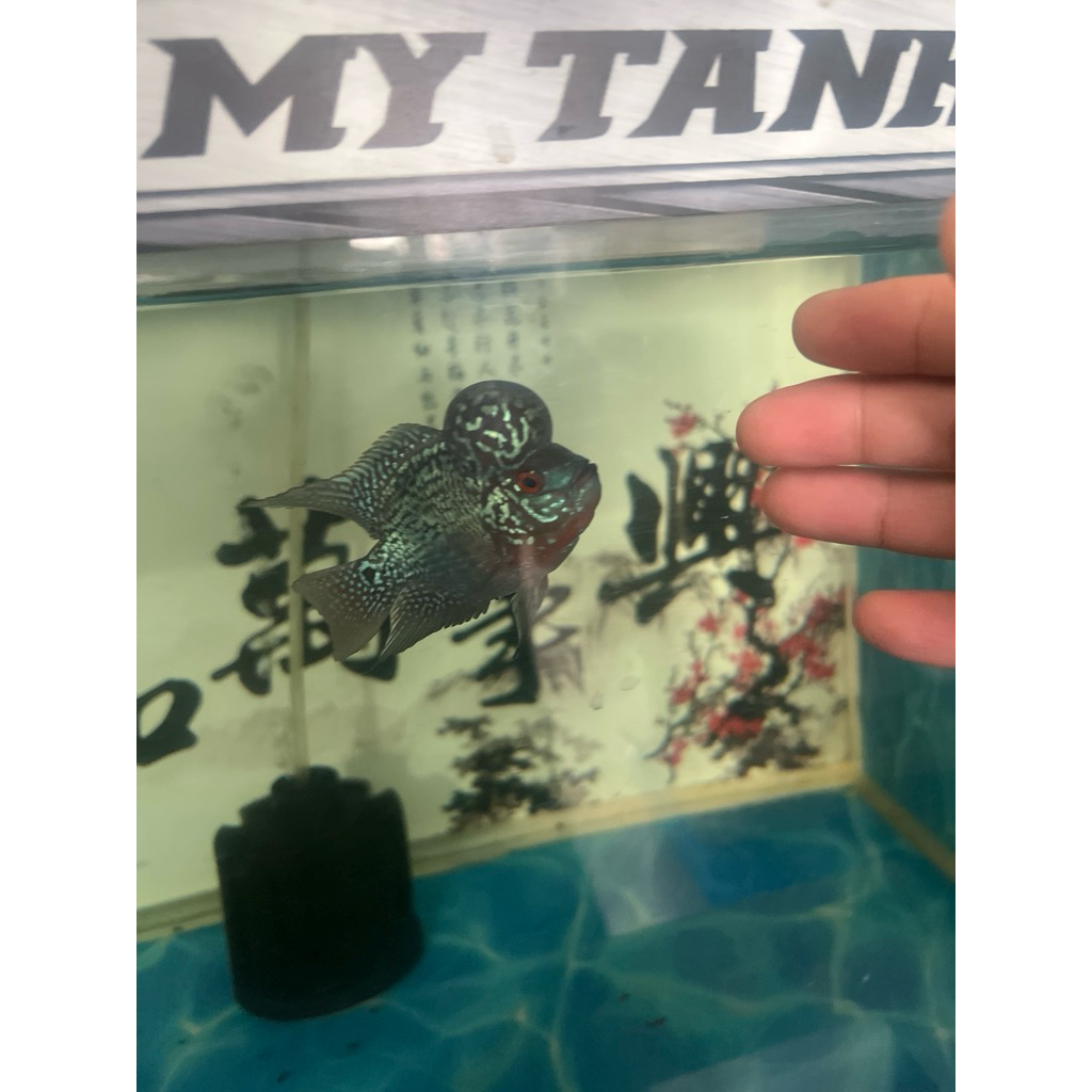 louhan srd shortbody boom head bulat perfect