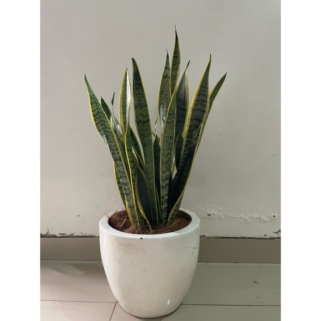 Lidah mertua+pot putih gerabah