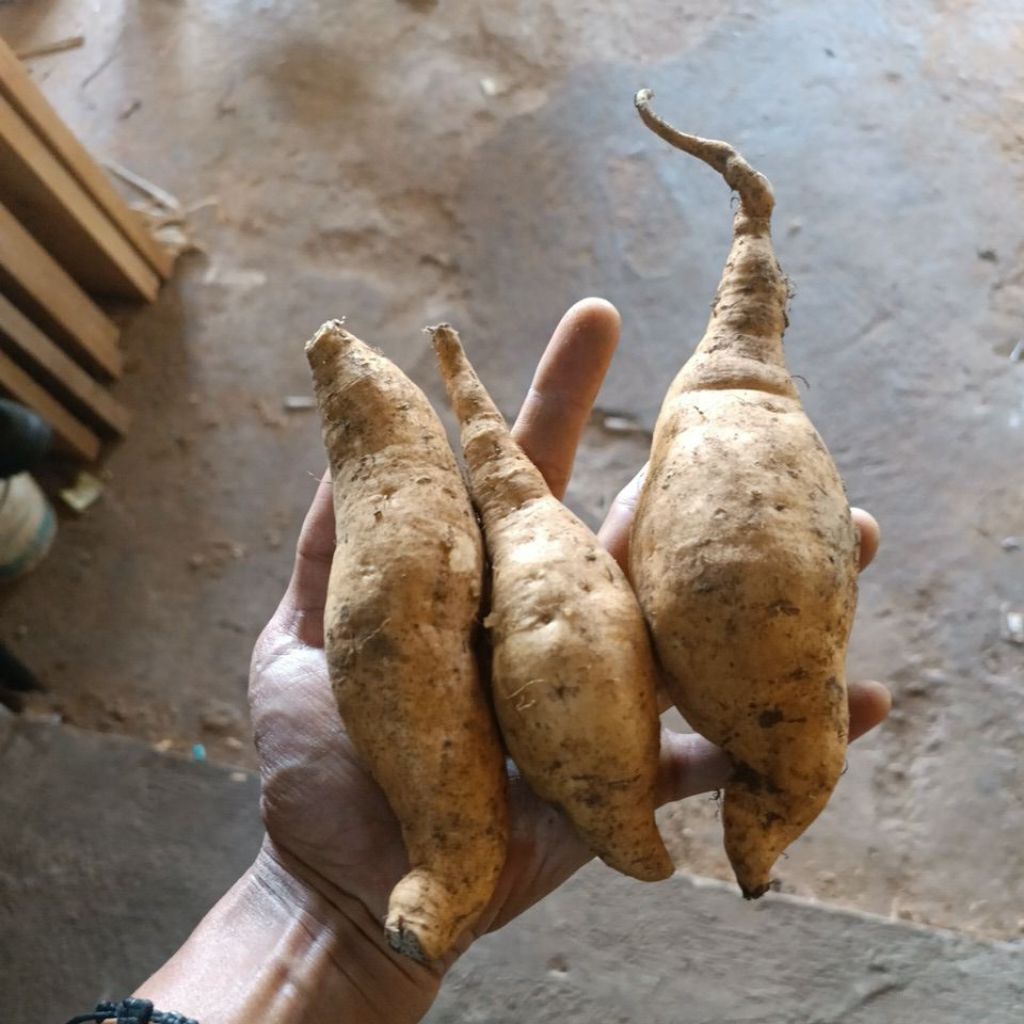 

ubi madu cilembu, kecil, sedang, besar
