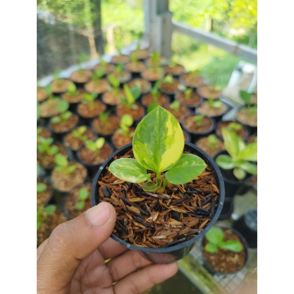NASYYA_GARDEN- Anthurium Jemani Mangkok Varigata Karakter