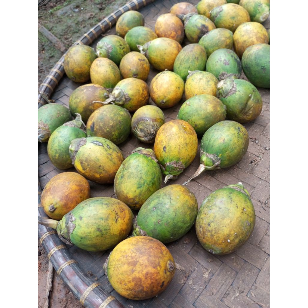 

Jambe Tua/Pinang Matang pohon 1 Kg