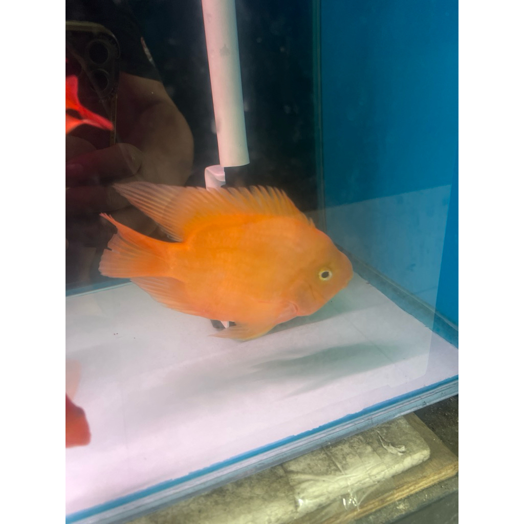 yuanbao yellow king kong parrot