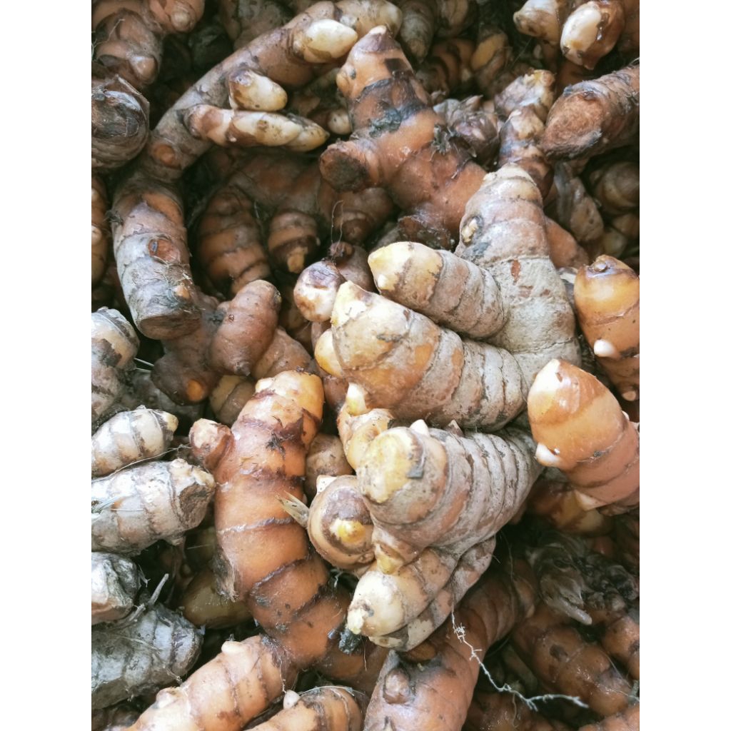 

kunyit bumbu masak untuk masak apapun menjadi lezat