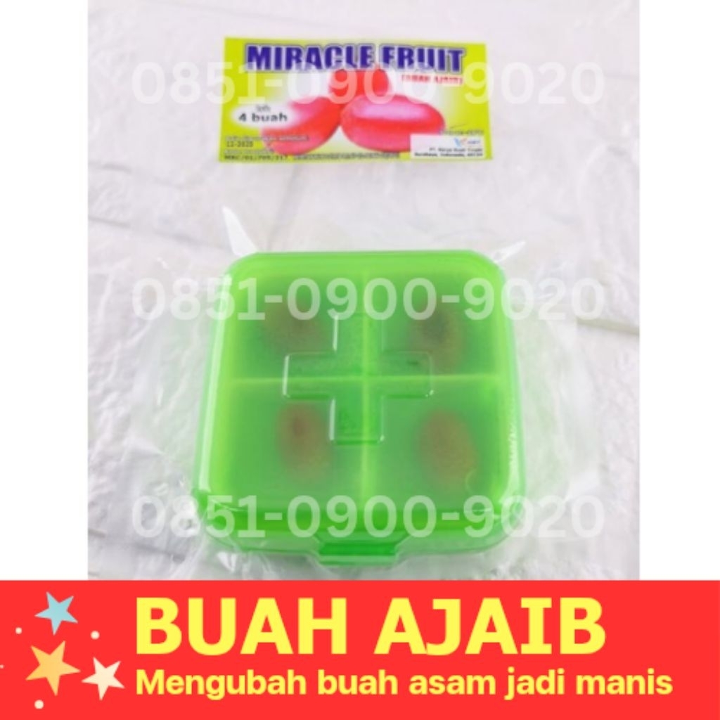 

Buah Miracle Fruit, Buah Ajaib, Frozen/Frosen Merubah Rasa Asam Jadi Manis, Lemon Jadi Manis (Isi 4 Buah)