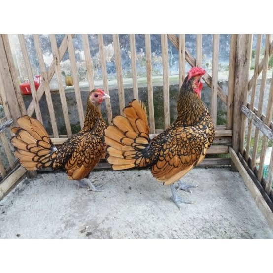 AYAM BATIK KANADA SEPASANG