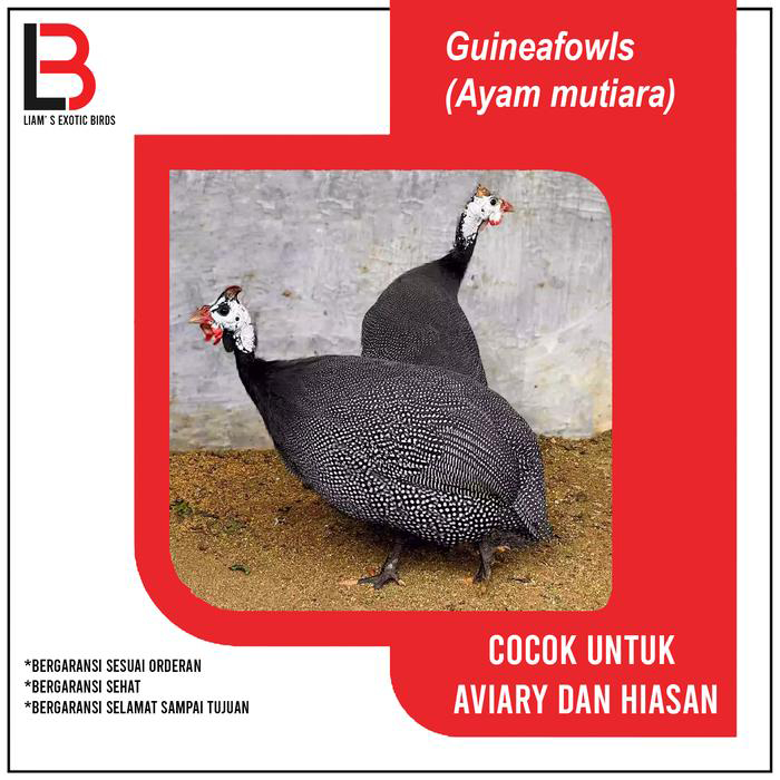 AYAM MUTIARA DEWASA SEPASANG