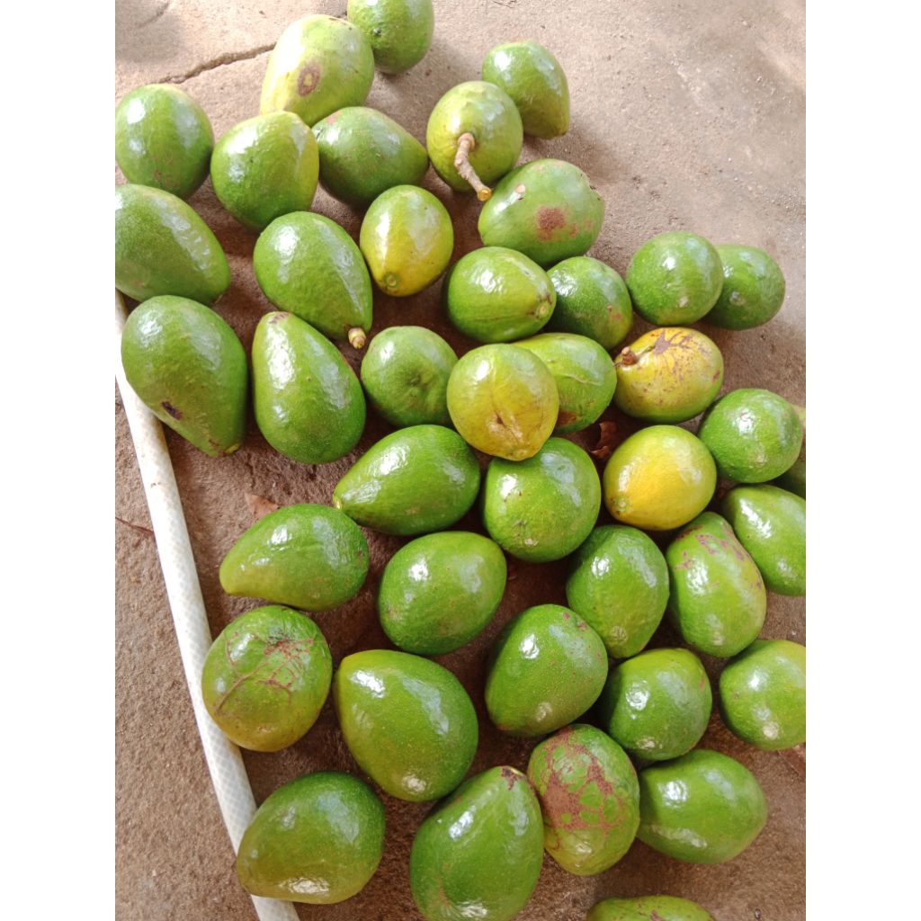 

buah alpukat mentega jumbo