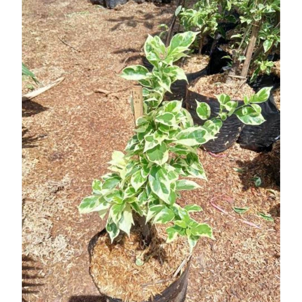 bougenville varigata putih