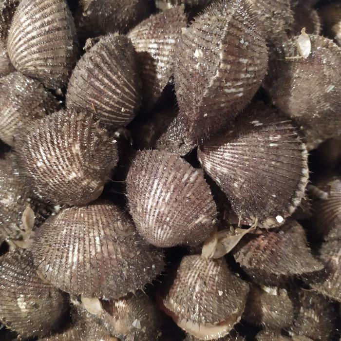 

Kerang Bulu