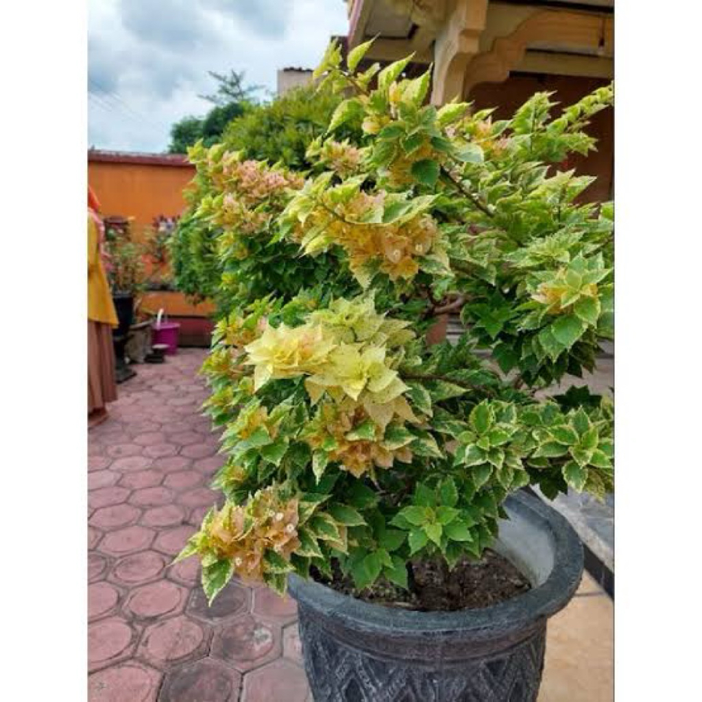 Bugenvil Singapore Variegata Kuning Bibit ori