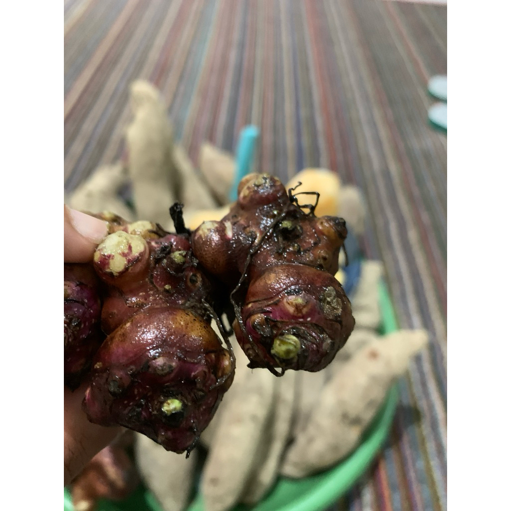 

Rimpang umbi yakon 140gram, siap semai