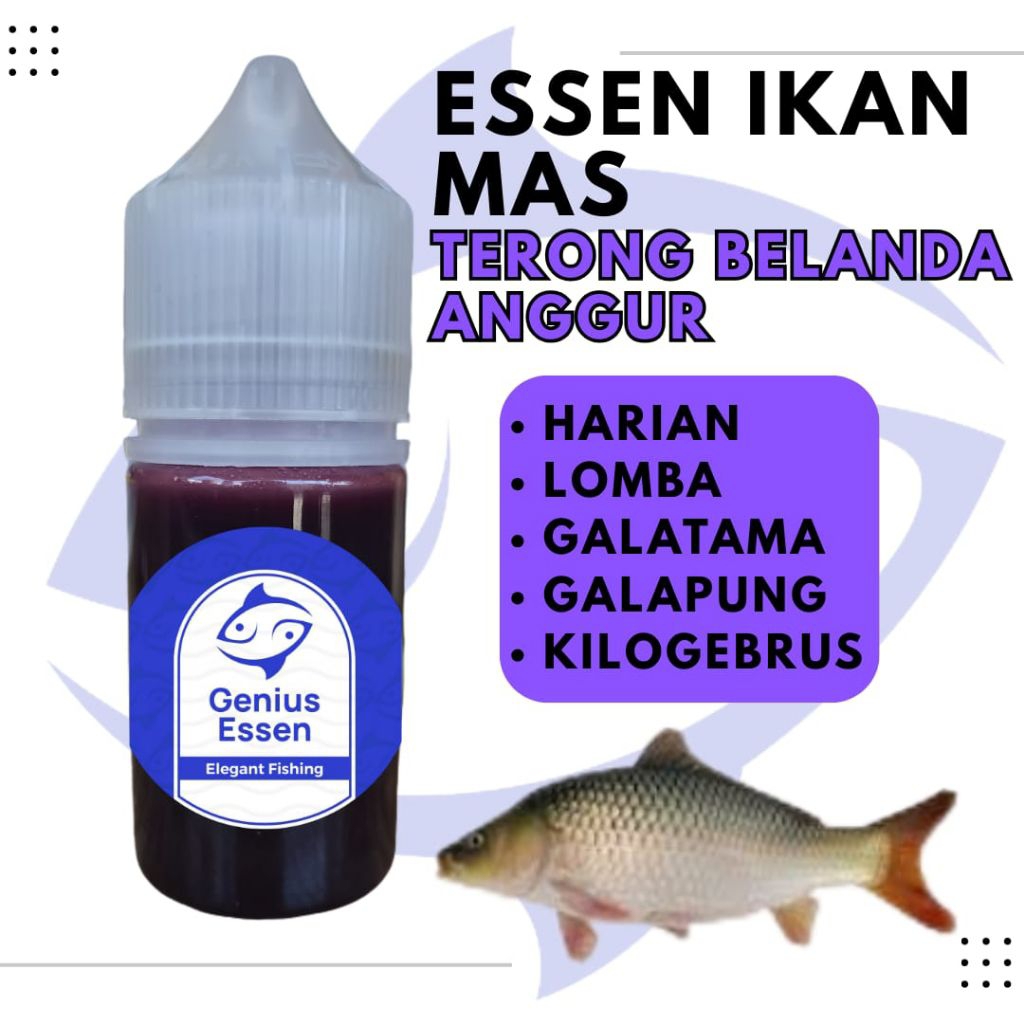 ESSEN IKAN MAS TERONG BELANDA ANGGUR  essen ikan mas harian essen ikan mas lomba essen ikan mas gala