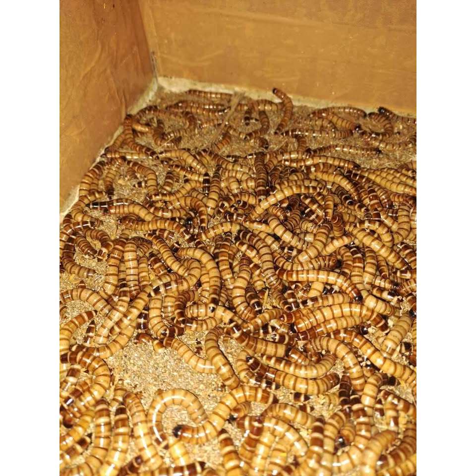 Ulat Jerman Cimahi fresh UJ Hidup Bandung Min Order 400Gram Hileud Jerman Pakan ikan Arowana/Reptile