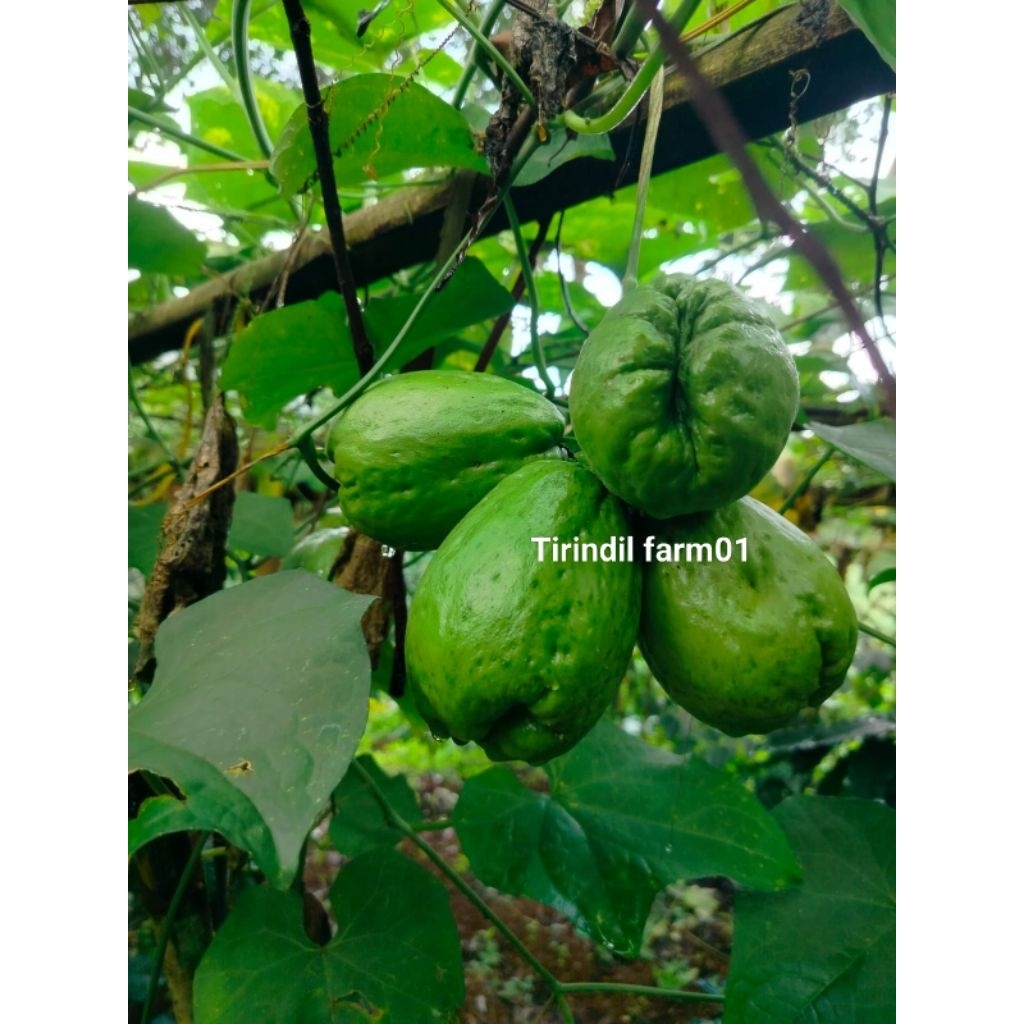 benih labu Siam anggur siap tanam /bibit labu Siam labu jipang siap tanam