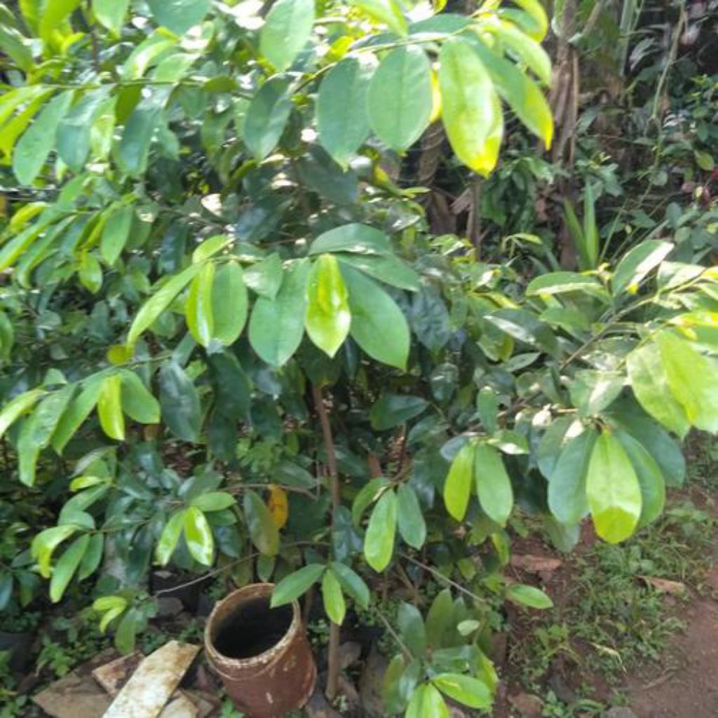 

Obat Herbal Daun Sirsak 50 Lembar