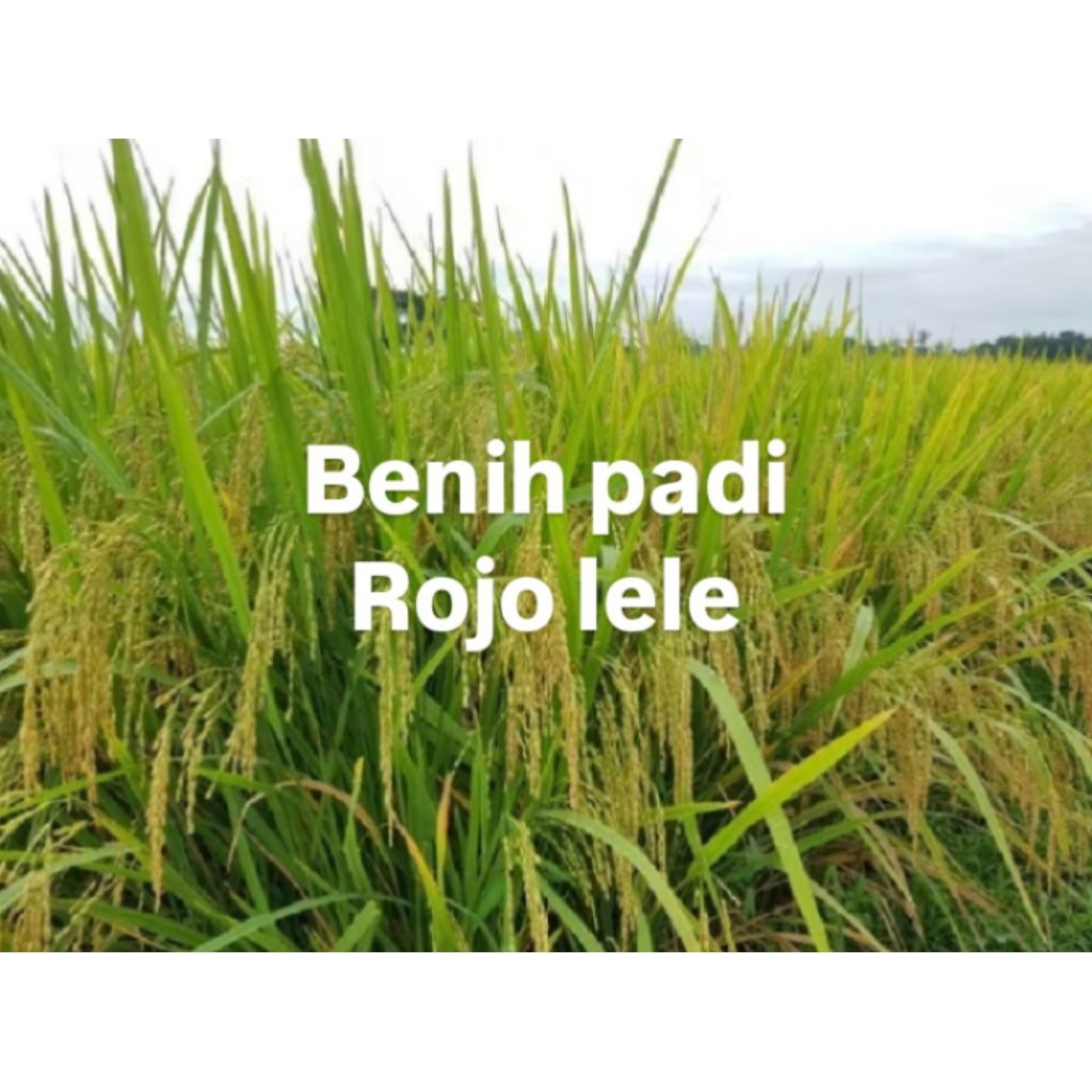 

(10KG) BENIH PADI ROJO LELE ORIGINAL BERKUALITAS UNGGUL