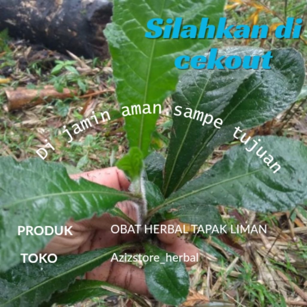 

ambil langsung obat herbal daun tapak liman/tapakliman 500 gram