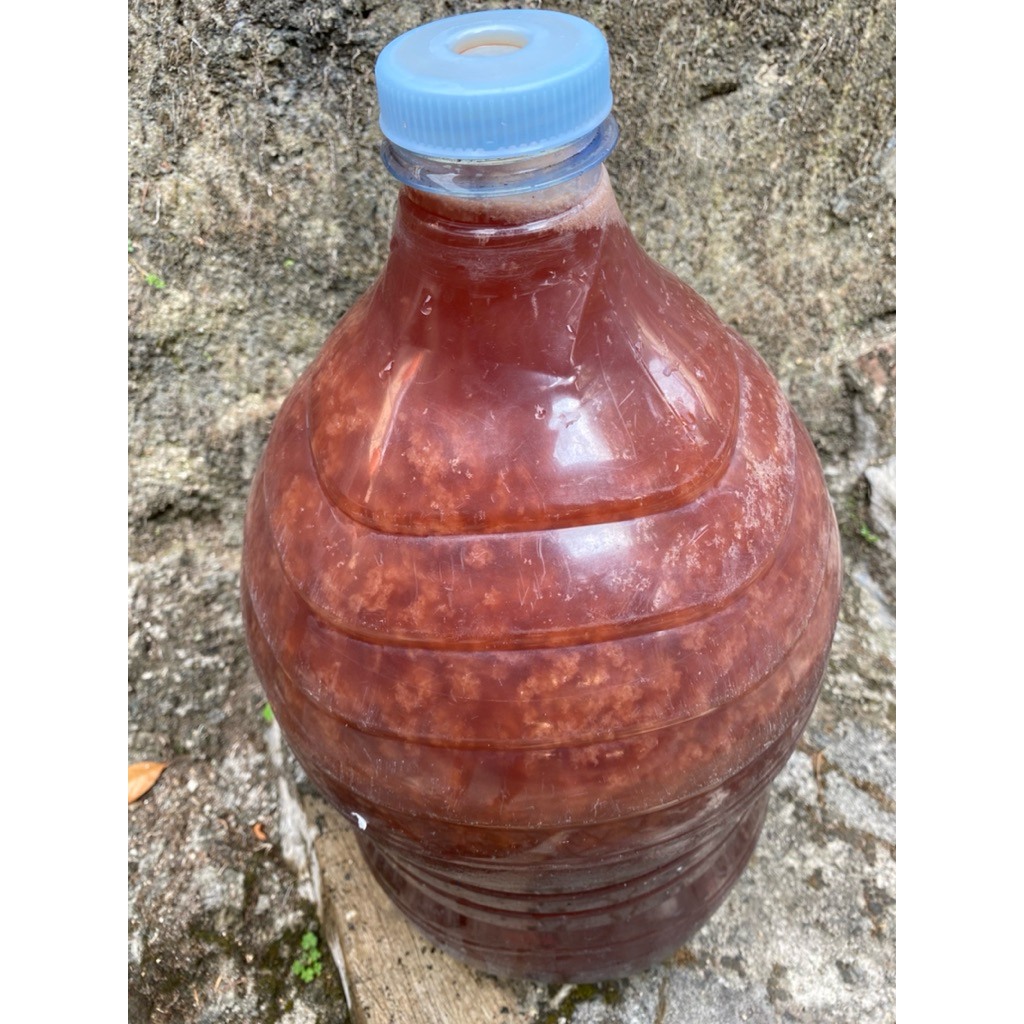 Bakteri starter PSB premium