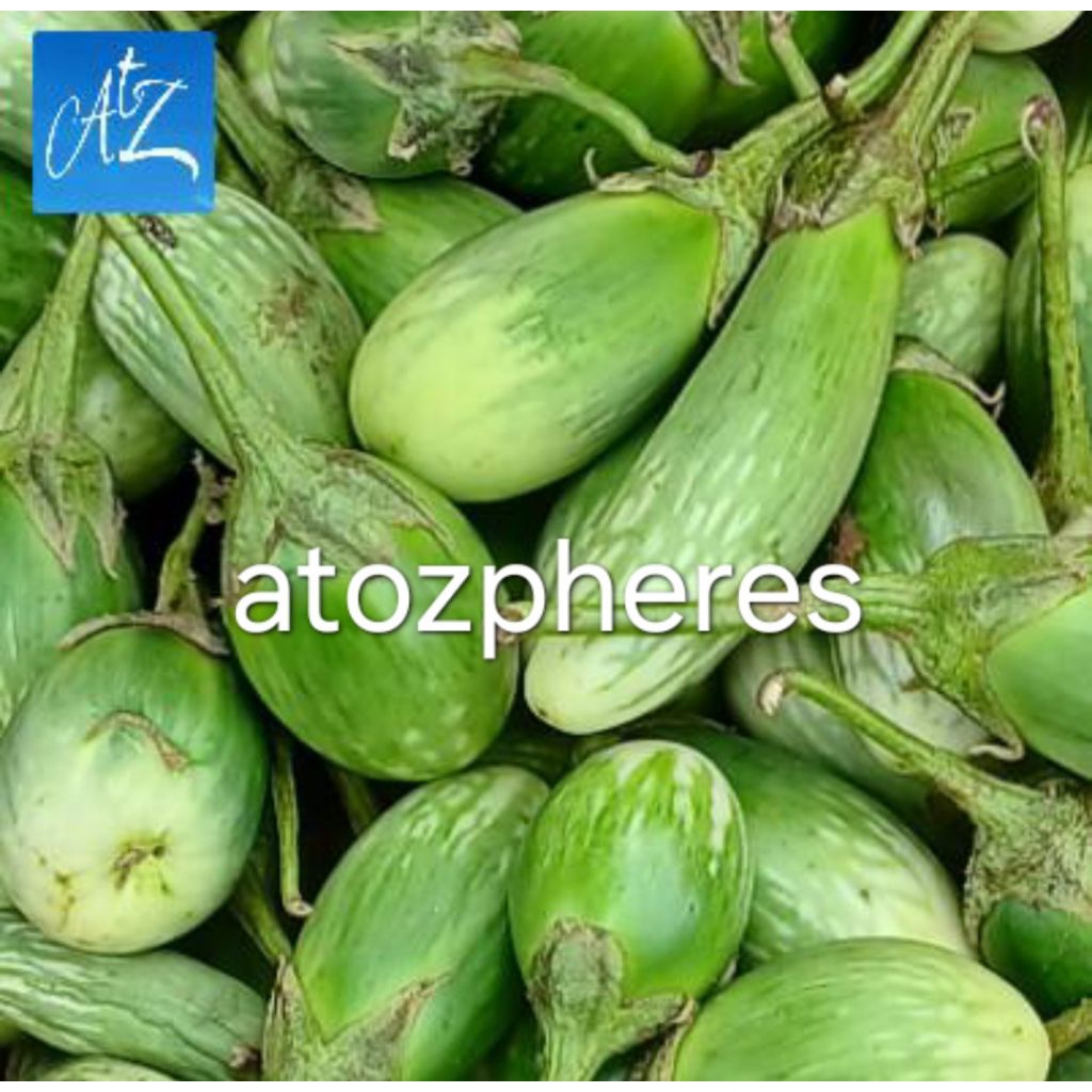 

Terong bola hijau segar pilihan fresh 500g