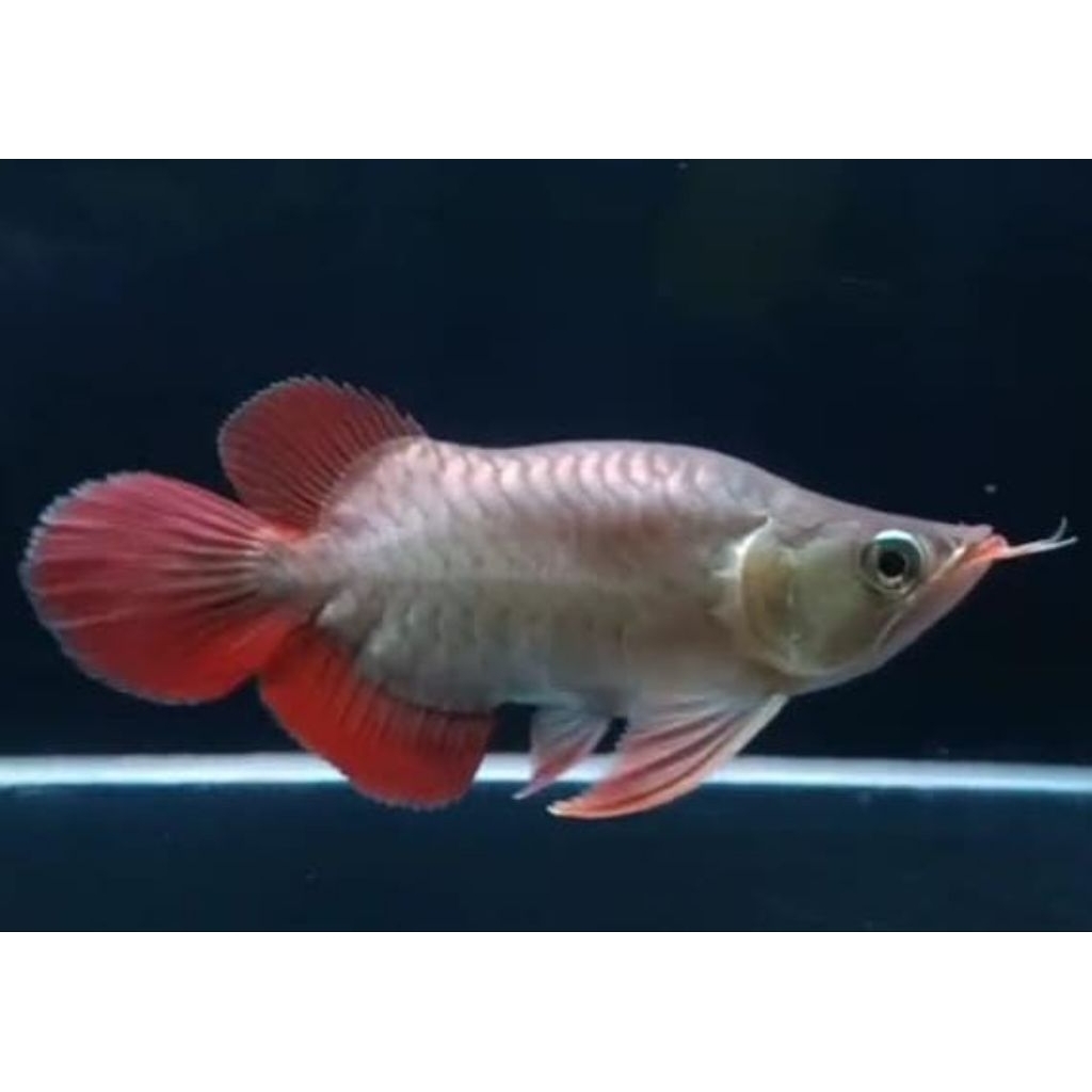 Ikan Arwana Super Red King Sort Body Spesial +-22cm (Foto Real)