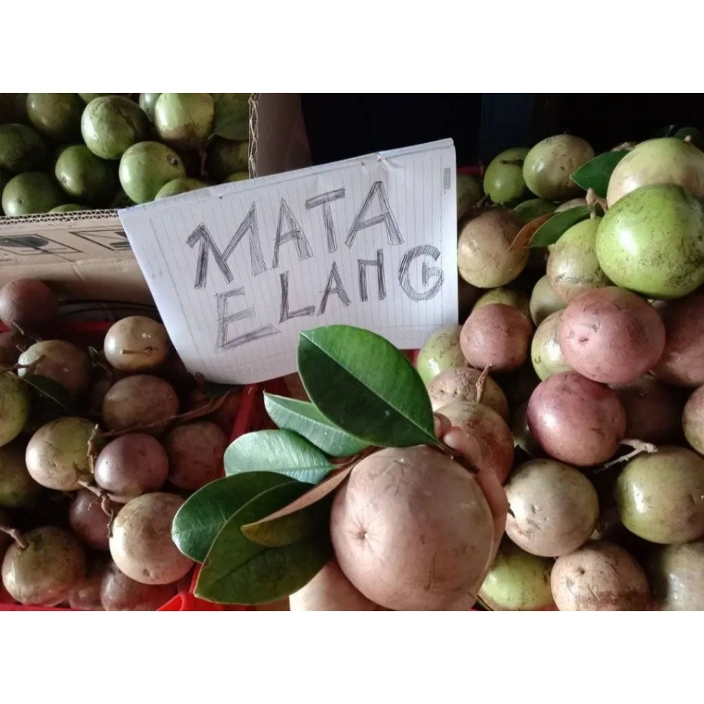 

ready Kenitu Manecu genitu sawo apel umbel matang siap makan