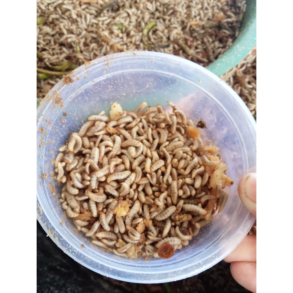 Fresh Maggot 1 kg