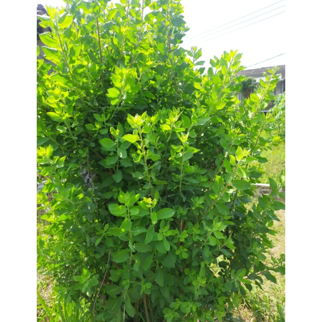 

daun beluntas segar per 100 gram