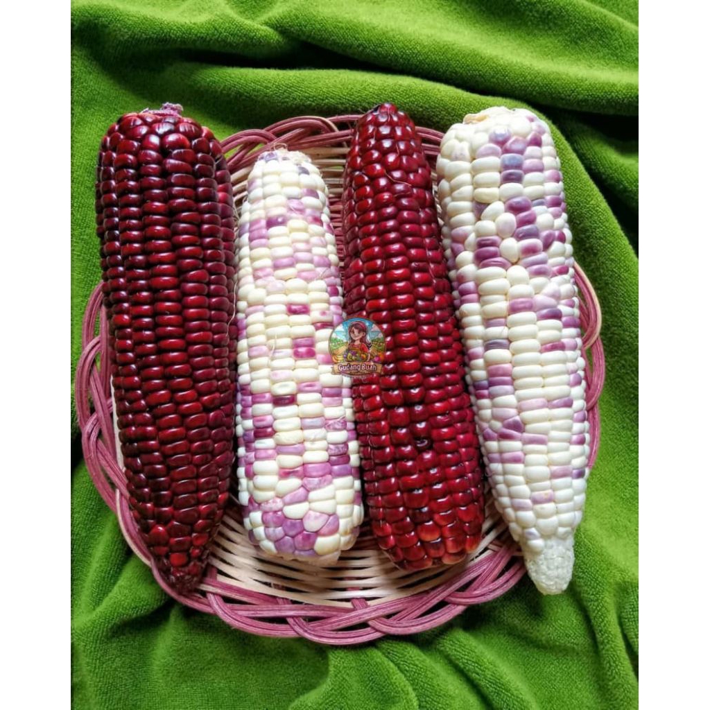 

Buah Jagung Ketan / Jagung Pulut / Jagung Frozen /Jagung pipil Frozen - GUDANGBUAHNUSANTARA