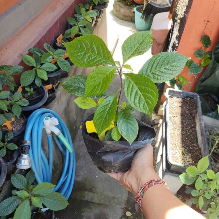 Tanaman Keji Beling Atau Pecah Beling Obat Herbal