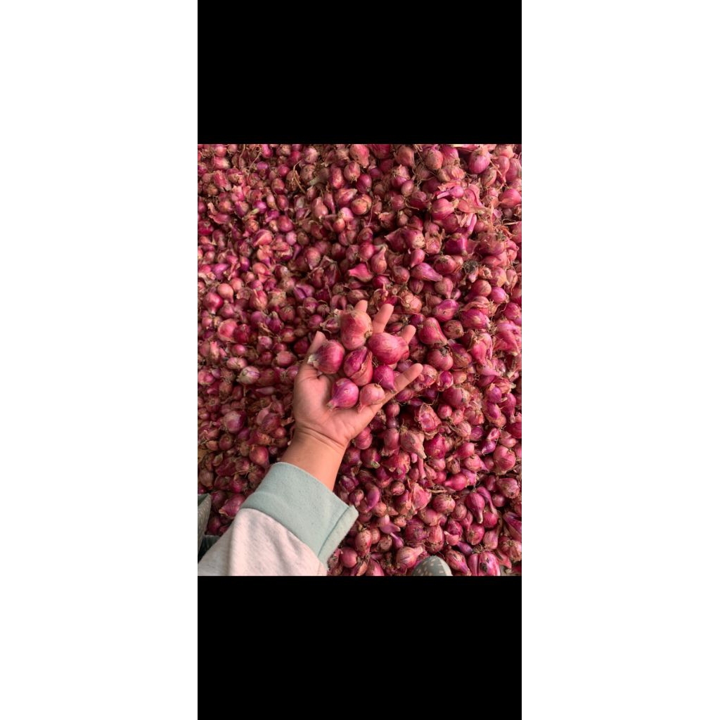 

bawang merah nganjuk 500gram garing sring