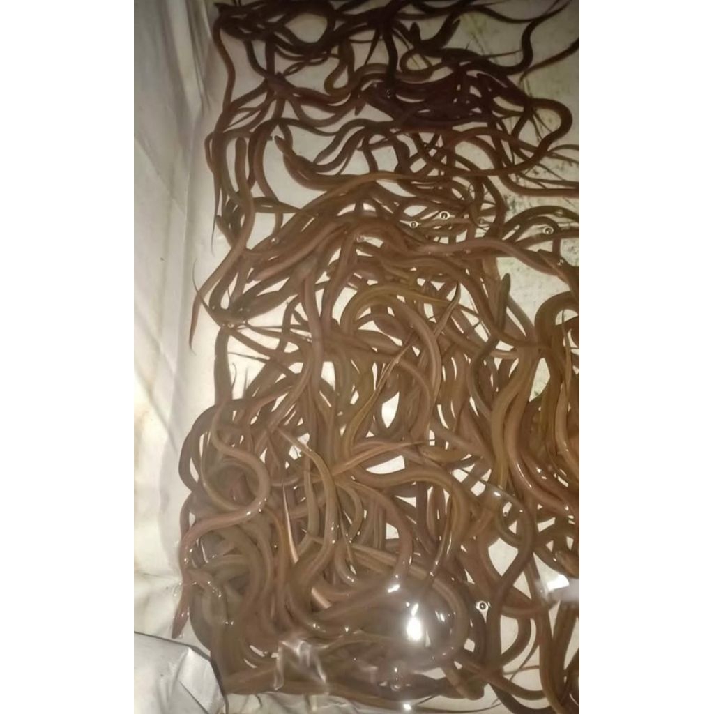 BIBIT BELUT SAWAH 1KG ±75 EKOR