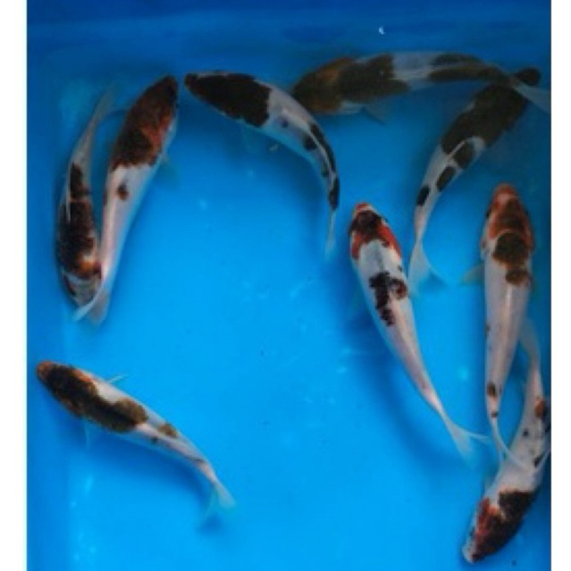 Bibit ikan koi goromo berkwalitas