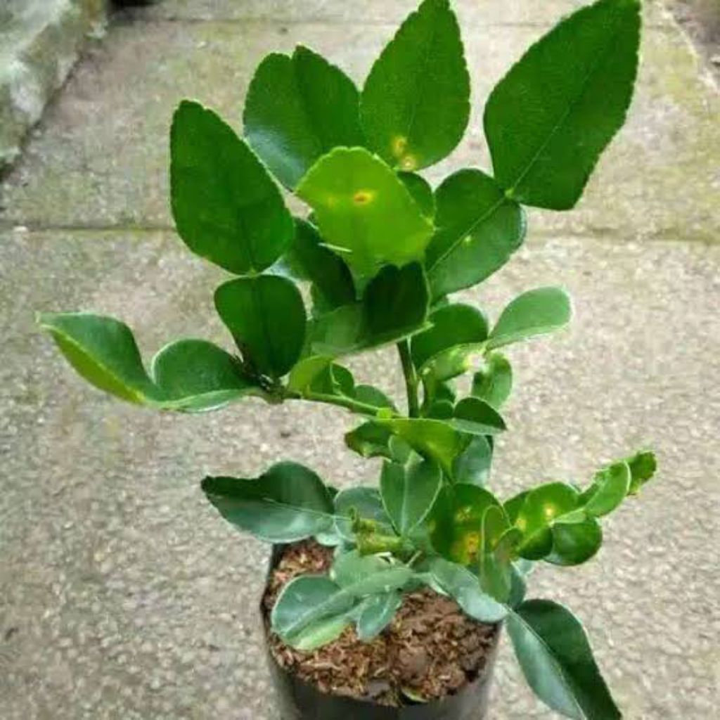 

Bibit tanaman jeruk purut untuk bumbu dapur