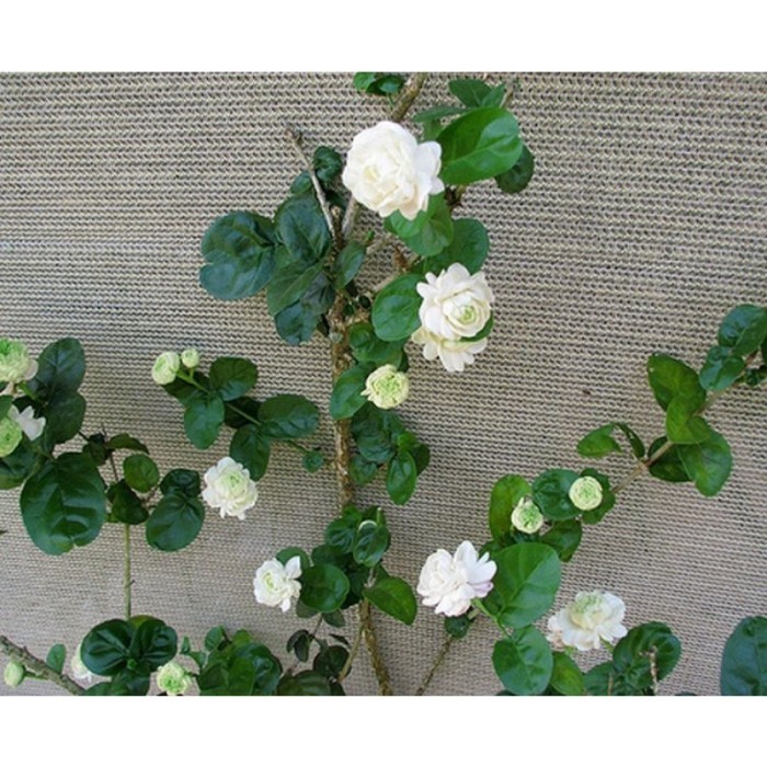 BUNGA MELATI WANGI TUMPUK/MELATI TUSCANY TELUR