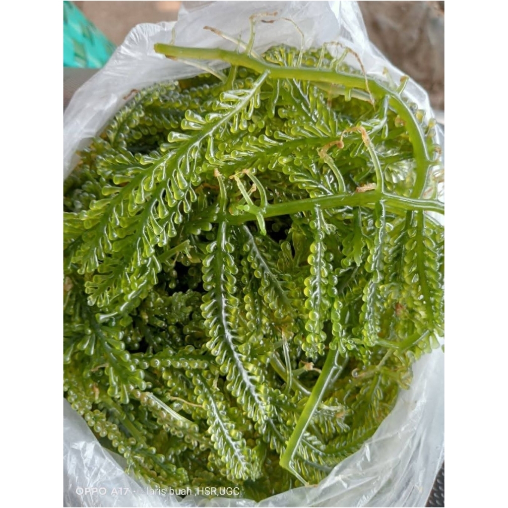 PROMO ‼️ Latoh / anggur laut segar Fresh 1kg