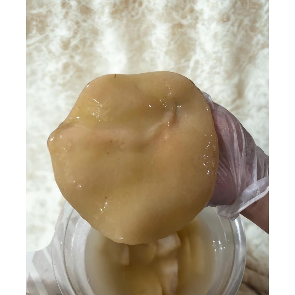 

Scoby Kombucha/Starter Kombucha Probiotik