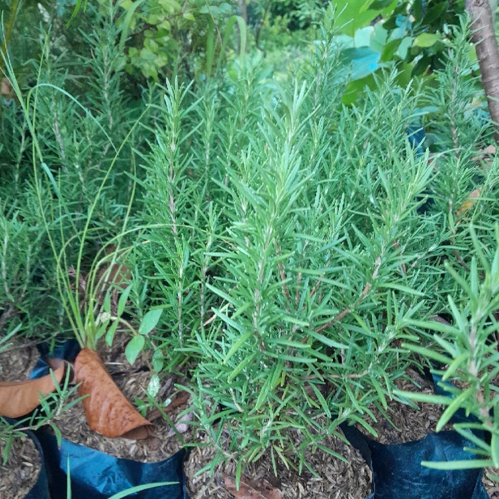 bibit rosemary